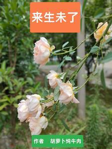 十夜灯 和离之后 笔趣阁